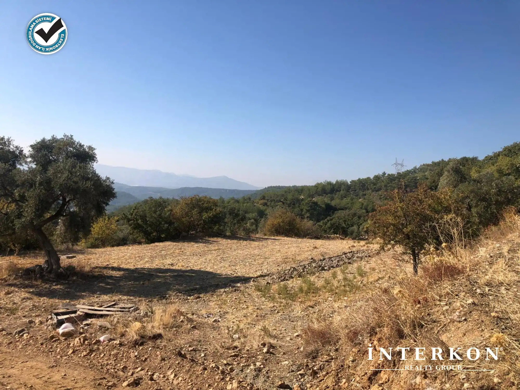  MUĞLA MENTEŞE DAĞPINAR MAHALLESİ 1309 M2 SATILIK ZEYTİNLİK!